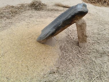 Pirinç bitkileri kayanın üzerinde dövülmüş. Tahılları ayırmak için, pirinç bitkileri büyük bir taşa vurarak besleniyor. Hindistan 'da geleneksel tahıl harmanlama yöntemleri. Tarım işi.