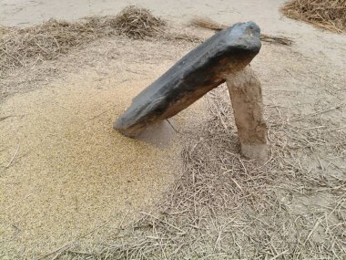 Pirinç bitkileri kayanın üzerinde dövülmüş. Tahılları ayırmak için, pirinç bitkileri büyük bir taşa vurarak besleniyor. Hindistan 'da geleneksel tahıl harmanlama yöntemleri. Tarım işi.