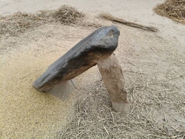 Pirinç bitkileri kayanın üzerinde dövülmüş. Tahılları ayırmak için, pirinç bitkileri büyük bir taşa vurarak besleniyor. Hindistan 'da geleneksel tahıl harmanlama yöntemleri. Tarım işi.