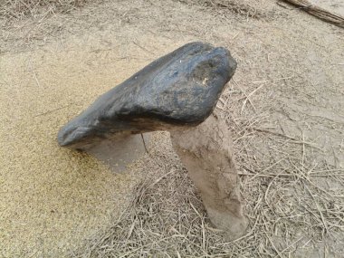 Pirinç bitkileri kayanın üzerinde dövülmüş. Tahılları ayırmak için, pirinç bitkileri büyük bir taşa vurarak besleniyor. Hindistan 'da geleneksel tahıl harmanlama yöntemleri. Tarım işi.