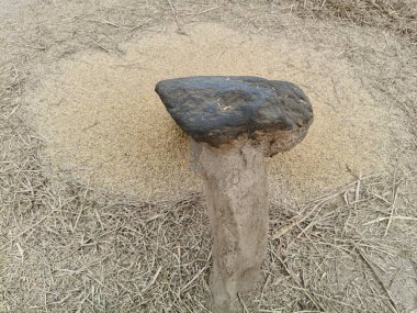 Pirinç bitkileri kayanın üzerinde dövülmüş. Tahılları ayırmak için, pirinç bitkileri büyük bir taşa vurarak besleniyor. Hindistan 'da geleneksel tahıl harmanlama yöntemleri. Tarım işi.