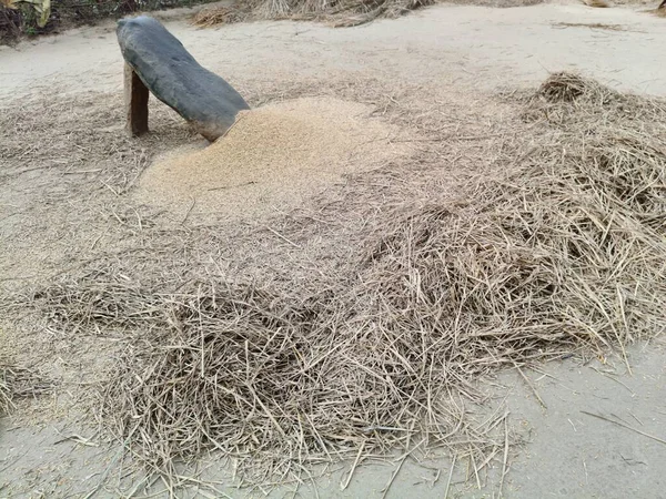 Pirinç bitkileri kayanın üzerinde dövülmüş. Tahılları ayırmak için, pirinç bitkileri büyük bir taşa vurarak besleniyor. Hindistan 'da geleneksel tahıl harmanlama yöntemleri. Tarım işi.