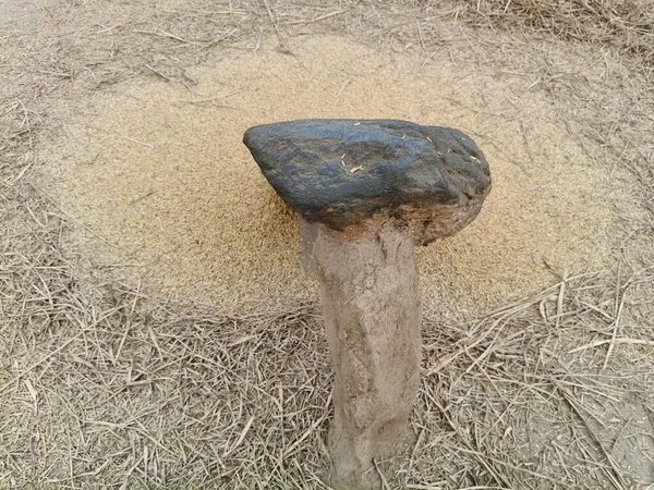 Pirinç bitkileri kayanın üzerinde dövülmüş. Tahılları ayırmak için, pirinç bitkileri büyük bir taşa vurarak besleniyor. Hindistan 'da geleneksel tahıl harmanlama yöntemleri. Tarım işi.