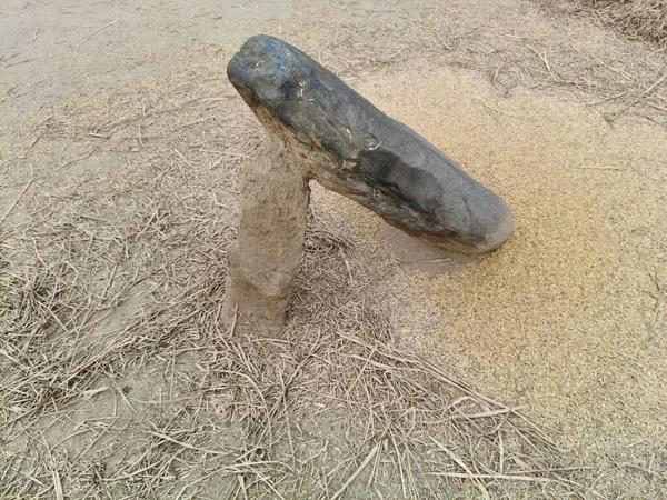 Pirinç bitkileri kayanın üzerinde dövülmüş. Tahılları ayırmak için, pirinç bitkileri büyük bir taşa vurarak besleniyor. Hindistan 'da geleneksel tahıl harmanlama yöntemleri. Tarım işi.