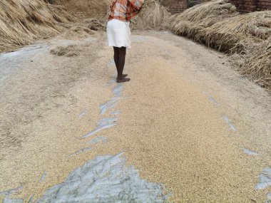 Pirinç tanelerinden saman temizleme. Harmanladıktan sonra Winnowing yapıldı. Karışım havaya savrulur böylece rüzgar hafif samanı savururken ağır taneler geri düşer..