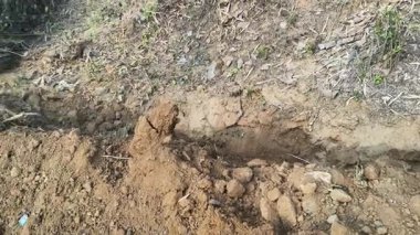 Bir kazıcı, boru döşemek için dar bir çukur kazmak için kovasını kullanır. Çalıların ve bitkilerin yanındaki kuru, kahverengi toprağı kazıyor. Su boru hattı döşeme çalışmaları devam ediyor..