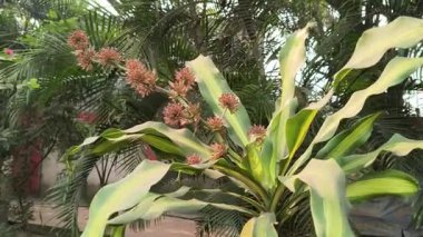 Dracaena parfümleri ya da mısır sapı dracaena çiçeği. Tropikal Afrika 'ya özgü çiçek açan bir bitki türüdür. Yüksek rakımlı dağlık bölgelerde yetişir..