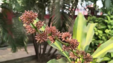 Dracaena parfümleri ya da mısır sapı dracaena çiçeği. Tropikal Afrika 'ya özgü çiçek açan bir bitki türüdür. Yüksek rakımlı dağlık bölgelerde yetişir..