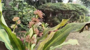 Dracaena parfümleri ya da mısır sapı dracaena çiçeği. Tropikal Afrika 'ya özgü çiçek açan bir bitki türüdür. Yüksek rakımlı dağlık bölgelerde yetişir..