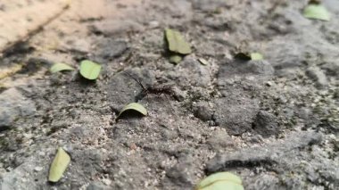 Lchneumonidae eşekarıları. Yaygın isimleri ichneumon eşekarıları, ichneumonid eşekarıları, ichneumonids ve Darwin eşekarıları. Bu, Hymenoptera familyasından parazit eşekarıları..