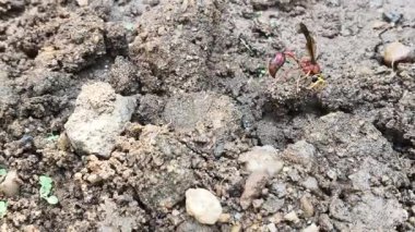 Delta konoideum veya mason eşekarısı. Vespidae familyasının Eumeninae alt familyasındaki çömlekçi eşekarılarının özellikleridir. Evini inşa etmek için ıslak toprak taşıyor..