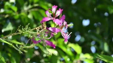 Bauhinia Blakeana çiçekleri. Yaygın adı Hong Kong orkide ağacı ve orkide ağacı. Bauhinia familyasından melez bir bacaklı ağaçtır. Büyük kalın yaprakları ve çarpıcı mor çiçekleri var..