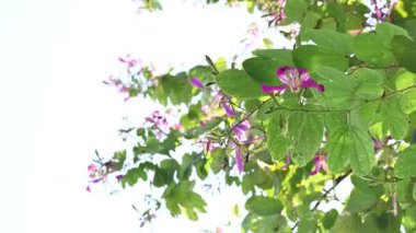 Bauhinia Blakeana çiçekleri. Yaygın adı Hong Kong orkide ağacı ve orkide ağacı. Bauhinia familyasından melez bir bacaklı ağaçtır. Büyük kalın yaprakları ve çarpıcı mor çiçekleri var..