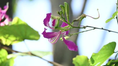 Bauhinia Blakeana çiçekleri. Yaygın adı Hong Kong orkide ağacı ve orkide ağacı. Bauhinia familyasından melez bir bacaklı ağaçtır. Büyük kalın yaprakları ve çarpıcı mor çiçekleri var..