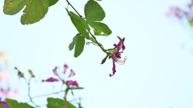 Bauhinia Blakeana çiçekleri. Yaygın adı Hong Kong orkide ağacı ve orkide ağacı. Bauhinia familyasından melez bir bacaklı ağaçtır. Büyük kalın yaprakları ve çarpıcı mor çiçekleri var..