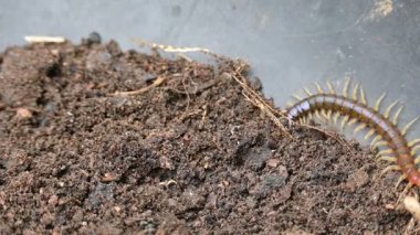 Scolopendra dev çay kırkayağı. Yaygın adı Peru devi sarı bacaklı kırkayak ya da Amazon devi kırkayak. Scolopendra cinsinde bir kırkayak türü. Dünyadaki en büyük kırkayak türüdür..