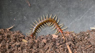 Scolopendra dev çay kırkayağı. Yaygın adı Peru devi sarı bacaklı kırkayak ya da Amazon devi kırkayak. Scolopendra cinsinde bir kırkayak türü. Dünyadaki en büyük kırkayak türüdür..
