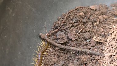 Scolopendra dev çay kırkayağı. Yaygın adı Peru devi sarı bacaklı kırkayak ya da Amazon devi kırkayak. Scolopendra cinsinde bir kırkayak türü. Dünyadaki en büyük kırkayak türüdür..
