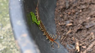 Scolopendra dev çay kırkayağı. Yaygın adı Peru devi sarı bacaklı kırkayak ya da Amazon devi kırkayak. Scolopendra cinsinde bir kırkayak türü. Dünyadaki en büyük kırkayak türüdür..
