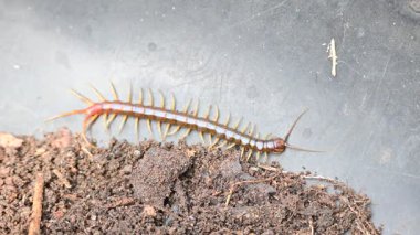 Scolopendra dev çay kırkayağı. Yaygın adı Peru devi sarı bacaklı kırkayak ya da Amazon devi kırkayak. Scolopendra cinsinde bir kırkayak türü. Dünyadaki en büyük kırkayak türüdür..