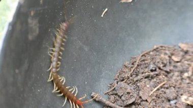 Scolopendra dev çay kırkayağı. Yaygın adı Peru devi sarı bacaklı kırkayak ya da Amazon devi kırkayak. Scolopendra cinsinde bir kırkayak türü. Dünyadaki en büyük kırkayak türüdür..