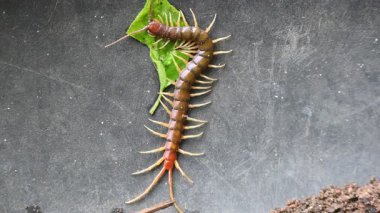 Scolopendra dev çay kırkayağı. Yaygın adı Peru devi sarı bacaklı kırkayak ya da Amazon devi kırkayak. Scolopendra cinsinde bir kırkayak türü. Dünyadaki en büyük kırkayak türüdür..