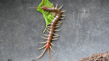 Scolopendra dev çay kırkayağı. Yaygın adı Peru devi sarı bacaklı kırkayak ya da Amazon devi kırkayak. Scolopendra cinsinde bir kırkayak türü. Dünyadaki en büyük kırkayak türüdür..