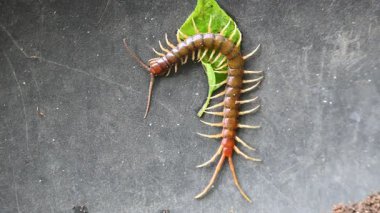 Scolopendra dev çay kırkayağı. Yaygın adı Peru devi sarı bacaklı kırkayak ya da Amazon devi kırkayak. Scolopendra cinsinde bir kırkayak türü. Dünyadaki en büyük kırkayak türüdür..