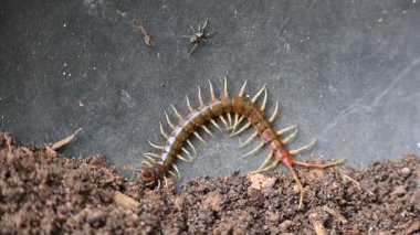 Scolopendra dev çay kırkayağı. Yaygın adı Peru devi sarı bacaklı kırkayak ya da Amazon devi kırkayak. Scolopendra cinsinde bir kırkayak türü. Dünyadaki en büyük kırkayak türüdür..