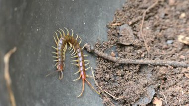 Scolopendra dev çay kırkayağı. Yaygın adı Peru devi sarı bacaklı kırkayak ya da Amazon devi kırkayak. Scolopendra cinsinde bir kırkayak türü. Dünyadaki en büyük kırkayak türüdür..