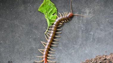Scolopendra dev çay kırkayağı. Yaygın adı Peru devi sarı bacaklı kırkayak ya da Amazon devi kırkayak. Scolopendra cinsinde bir kırkayak türü. Dünyadaki en büyük kırkayak türüdür..
