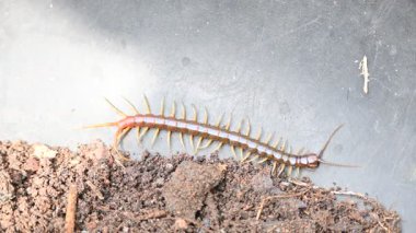 Scolopendra dev çay kırkayağı. Yaygın adı Peru devi sarı bacaklı kırkayak ya da Amazon devi kırkayak. Scolopendra cinsinde bir kırkayak türü. Dünyadaki en büyük kırkayak türüdür..