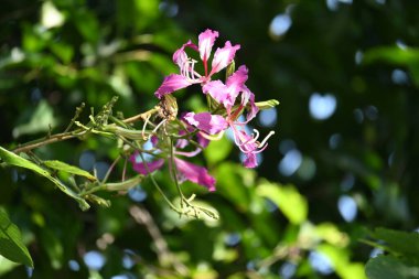 Bauhinia Blakeana çiçekleri. Yaygın adı Hong Kong orkide ağacı ve orkide ağacı. Bauhinia cinsinin bacaklı melez bir ağacıdır. Büyük kalın yaprakları ve çarpıcı mor çiçekleri var..