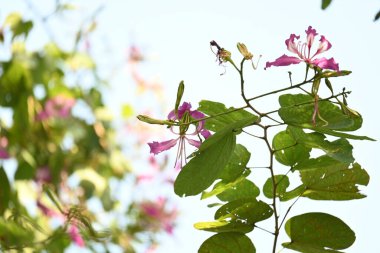 Bauhinia Blakeana çiçekleri. Yaygın adı Hong Kong orkide ağacı ve orkide ağacı. Bauhinia cinsinin bacaklı melez bir ağacıdır. Büyük kalın yaprakları ve çarpıcı mor çiçekleri var..