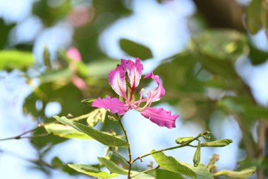 Bauhinia Blakeana çiçekleri. Yaygın adı Hong Kong orkide ağacı ve orkide ağacı. Bauhinia cinsinin bacaklı melez bir ağacıdır. Büyük kalın yaprakları ve çarpıcı mor çiçekleri var..