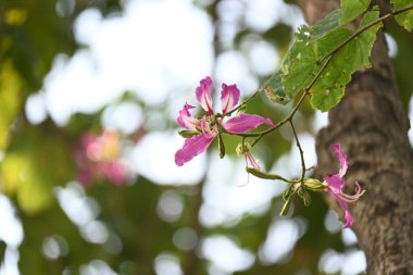 Bauhinia Blakeana çiçekleri. Yaygın adı Hong Kong orkide ağacı ve orkide ağacı. Bauhinia cinsinin bacaklı melez bir ağacıdır. Büyük kalın yaprakları ve çarpıcı mor çiçekleri var..