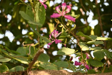Bauhinia Blakeana çiçekleri. Yaygın adı Hong Kong orkide ağacı ve orkide ağacı. Bauhinia cinsinin bacaklı melez bir ağacıdır. Büyük kalın yaprakları ve çarpıcı mor çiçekleri var..