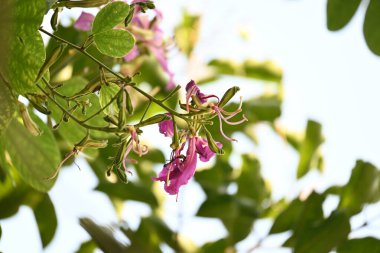 Bauhinia Blakeana çiçekleri. Yaygın adı Hong Kong orkide ağacı ve orkide ağacı. Bauhinia cinsinin bacaklı melez bir ağacıdır. Büyük kalın yaprakları ve çarpıcı mor çiçekleri var..