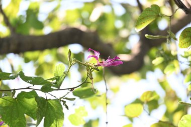 Bauhinia Blakeana çiçekleri. Yaygın adı Hong Kong orkide ağacı ve orkide ağacı. Bauhinia cinsinin bacaklı melez bir ağacıdır. Büyük kalın yaprakları ve çarpıcı mor çiçekleri var..