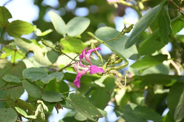 Bauhinia Blakeana çiçekleri. Yaygın adı Hong Kong orkide ağacı ve orkide ağacı. Bauhinia cinsinin bacaklı melez bir ağacıdır. Büyük kalın yaprakları ve çarpıcı mor çiçekleri var..