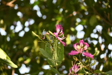 Bauhinia Blakeana çiçekleri. Yaygın adı Hong Kong orkide ağacı ve orkide ağacı. Bauhinia cinsinin bacaklı melez bir ağacıdır. Büyük kalın yaprakları ve çarpıcı mor çiçekleri var..