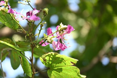 Bauhinia Blakeana çiçekleri. Yaygın adı Hong Kong orkide ağacı ve orkide ağacı. Bauhinia cinsinin bacaklı melez bir ağacıdır. Büyük kalın yaprakları ve çarpıcı mor çiçekleri var..