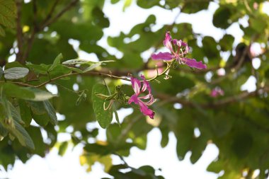 Bauhinia Blakeana çiçekleri. Yaygın adı Hong Kong orkide ağacı ve orkide ağacı. Bauhinia cinsinin bacaklı melez bir ağacıdır. Büyük kalın yaprakları ve çarpıcı mor çiçekleri var..