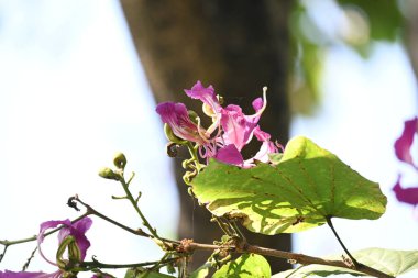 Bauhinia Blakeana çiçekleri. Yaygın adı Hong Kong orkide ağacı ve orkide ağacı. Bauhinia cinsinin bacaklı melez bir ağacıdır. Büyük kalın yaprakları ve çarpıcı mor çiçekleri var..