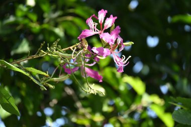 Bauhinia Blakeana çiçekleri. Yaygın adı Hong Kong orkide ağacı ve orkide ağacı. Bauhinia cinsinin bacaklı melez bir ağacıdır. Büyük kalın yaprakları ve çarpıcı mor çiçekleri var..