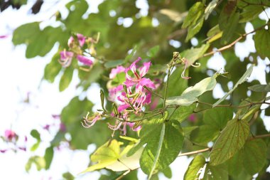 Bauhinia Blakeana çiçekleri. Yaygın adı Hong Kong orkide ağacı ve orkide ağacı. Bauhinia cinsinin bacaklı melez bir ağacıdır. Büyük kalın yaprakları ve çarpıcı mor çiçekleri var..