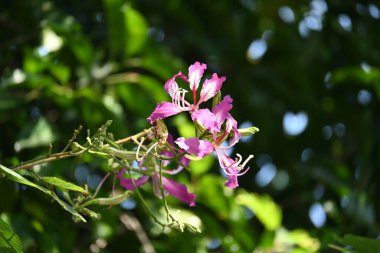 Bauhinia Blakeana çiçekleri. Yaygın adı Hong Kong orkide ağacı ve orkide ağacı. Bauhinia cinsinin bacaklı melez bir ağacıdır. Büyük kalın yaprakları ve çarpıcı mor çiçekleri var..