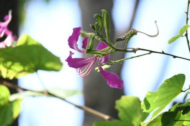 Bauhinia Blakeana çiçekleri. Yaygın adı Hong Kong orkide ağacı ve orkide ağacı. Bauhinia cinsinin bacaklı melez bir ağacıdır. Büyük kalın yaprakları ve çarpıcı mor çiçekleri var..