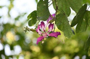 Bauhinia Blakeana çiçekleri. Yaygın adı Hong Kong orkide ağacı ve orkide ağacı. Bauhinia cinsinin bacaklı melez bir ağacıdır. Büyük kalın yaprakları ve çarpıcı mor çiçekleri var..
