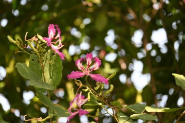 Bauhinia Blakeana çiçekleri. Yaygın adı Hong Kong orkide ağacı ve orkide ağacı. Bauhinia cinsinin bacaklı melez bir ağacıdır. Büyük kalın yaprakları ve çarpıcı mor çiçekleri var..